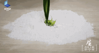 翠绿色饺衣