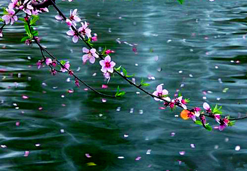 桃花流水